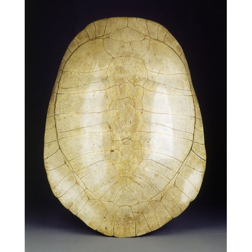 A Rare Blond Turtle Shell Carapace